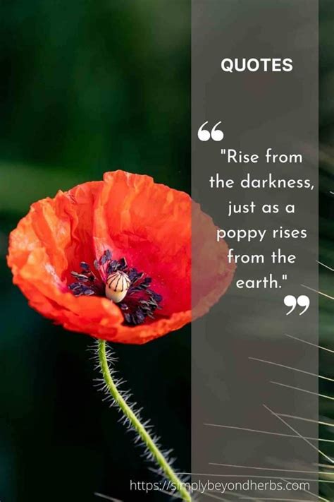 250 Captivating Poppy Quotes to Inspire - SimplyBeyondHerbs