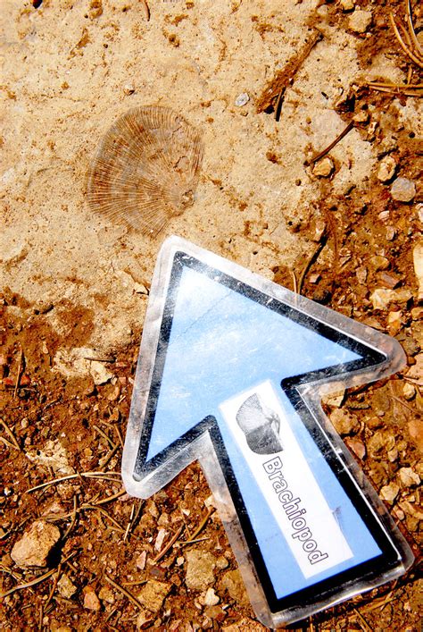 Grand Canyon National Park- Brachiopod Fossils in Kaibab L… | Flickr