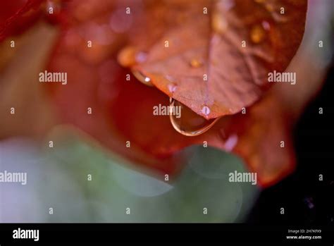 Rain Drops On Flowers Stock Photo - Alamy