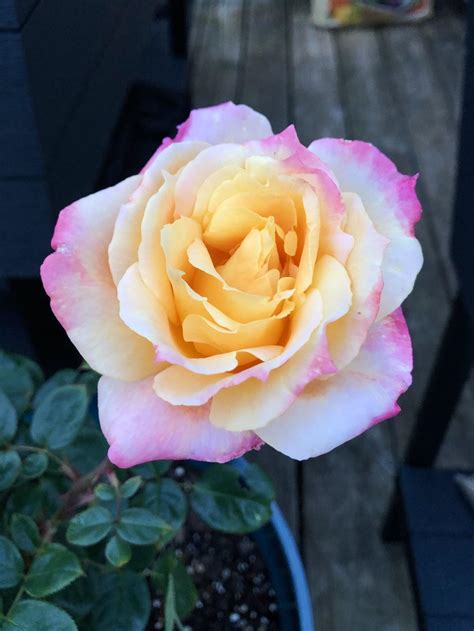 Love these colors on my rose bush! : r/gardening