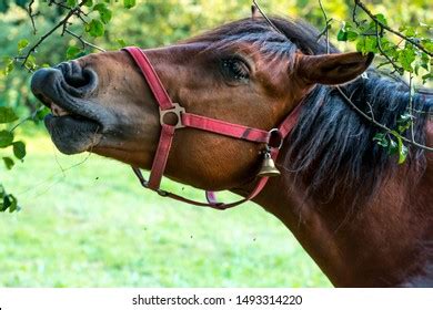 616 Horse eating apple Images, Stock Photos & Vectors | Shutterstock