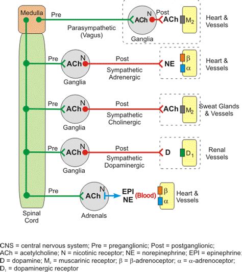 PHARMACOLOGY: AUTONOMIC NERVOUS SYSTEM(ANS)