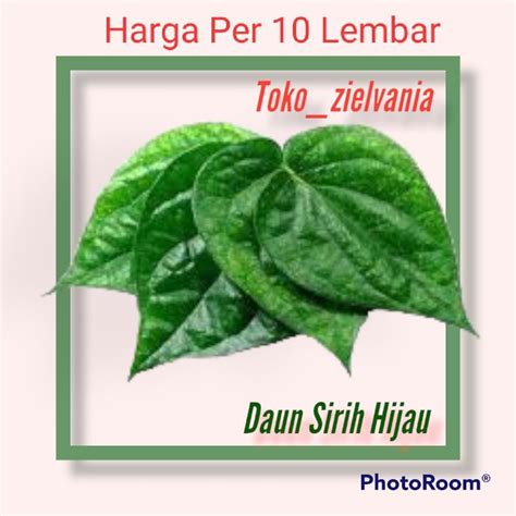 Jual Daun sirih hijau segar!! Daun Sirih Hijau Baru Di Petik Harga Per ...