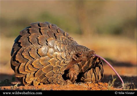 Pangolin's tongue by Wim Vorster Photography | Pangolin, Animal movement, Animals wild