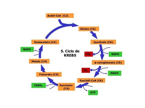 Biología: Ciclo de Krebs: Diagrama