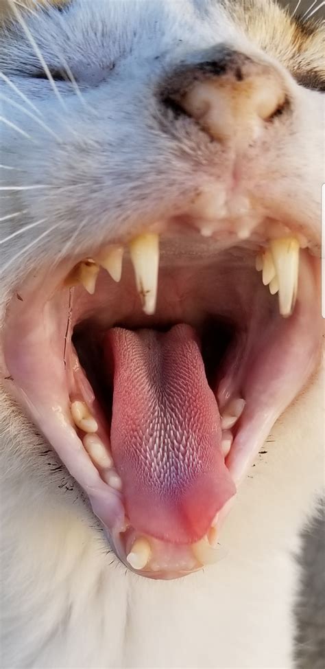 Close up of a cats tongue : r/pics