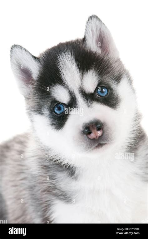 Can Alaskan Huskies Have Blue Eyes