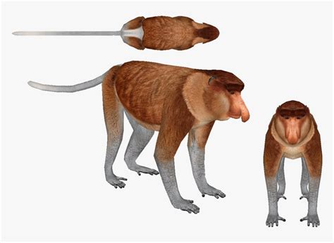 Transparent Monkey - New World Monkey, HD Png Download , Transparent Png Image - PNGitem