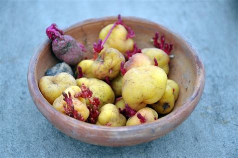 Who First Farmed Potatoes? Archaeologists in Andes Find Evidence - The ...