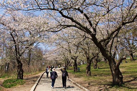 High Park Cherry Blossoms - SUSAN DRYSDALE