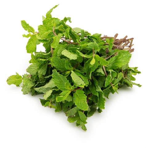 Fresh Mint Leaves – Harish Food Zone