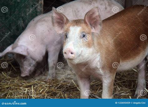 Red and white pig on farm stock image. Image of cute - 122693459