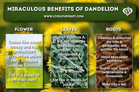 Pin by Destiny Starr on Healthy Eating | Dandelion benefits, Dandelion ...