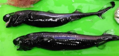 Taiwanese Scientists Find Rare 'Alien-Looking' Viper Sharks in Pacific Ocean