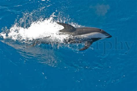 Hourglass Dolphin Antarctica – Tom Murphy Photography