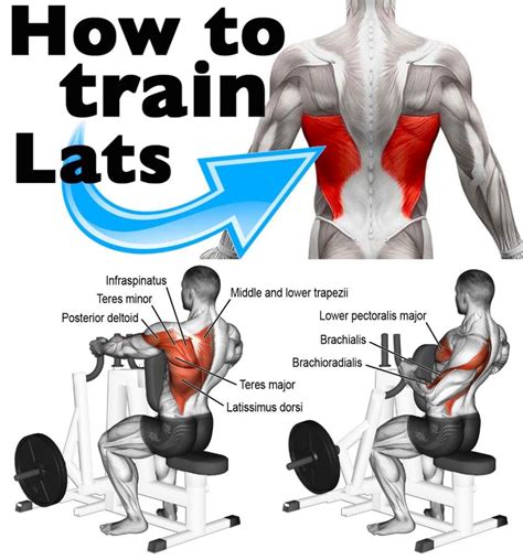 21++ Exercises for bigger lats gym | absworkoutcircuit