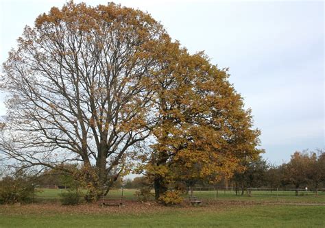 oak tree in autumn Free Photo Download | FreeImages