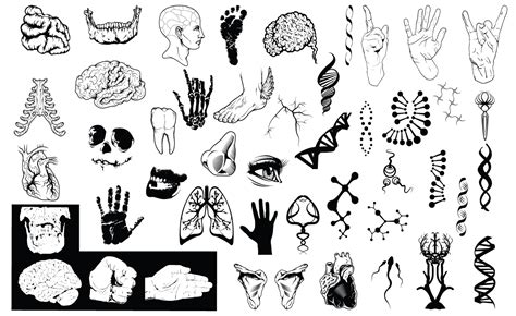 Anatomy Vector Pack for Adobe Illustrator - 2