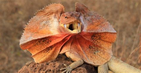 Frilled Lizard - A-Z Animals