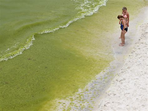 Reeking Algae Bloom Overwhelms Miles of Florida Coastline, Closing ...