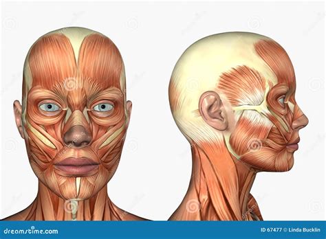 Human Anatomy - Muscles Of The Face Royalty Free Stock Photography ...