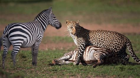 Leopard eating a dead Zebra on a tree - YouTube