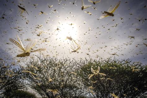 Q&A: Are the 2019-20 locust swarms linked to climate change?