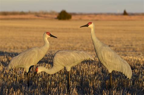 Sandhill Crane Decoys 3 pack-Goose Decoys-Turkey Decoys-USA MADE DECOYS