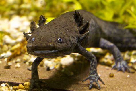 Arvoir axolotl? Mexico's 'water monster' is facing extinction in the ...