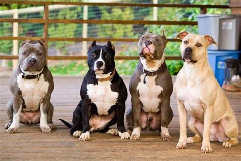 Pitbull Kosova: Pitbull Family :)