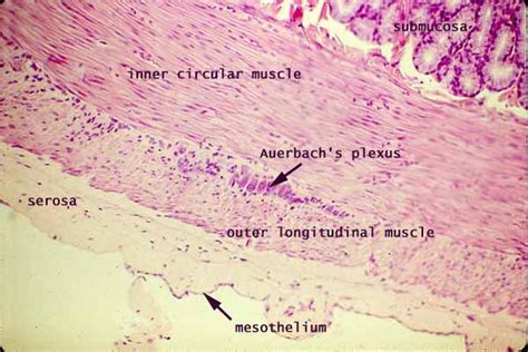 Mesothelium Histology