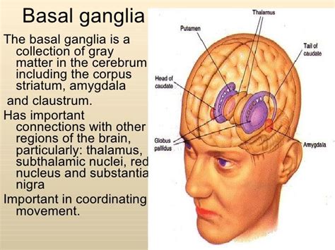 Basal Ganglia Psychology Definition - fingersandfeathersh