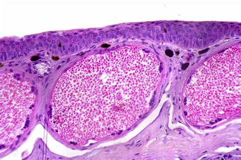 Frog Skin Cross Section Labeled