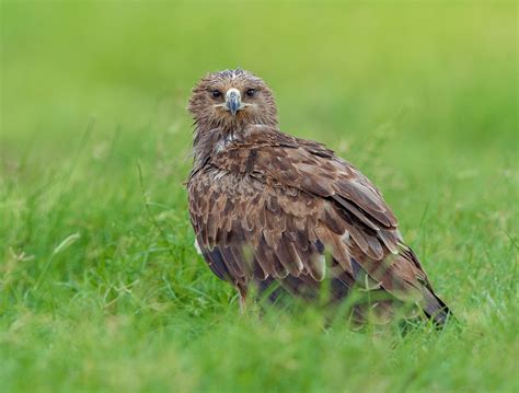 Tawny Eagle Photographed At Thar Desert India by Yash Darji / 500px