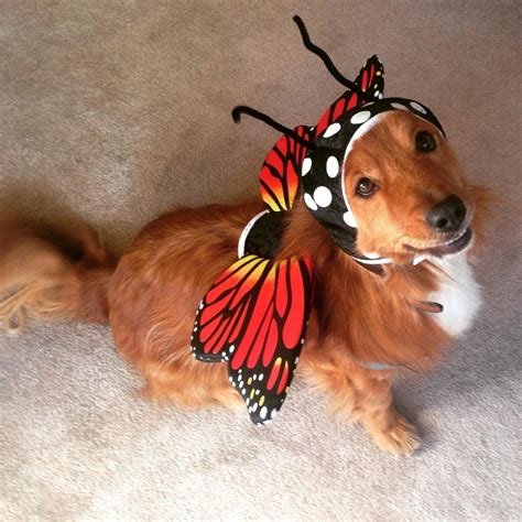 Cute Butterfly Dog Costume - D.O.G Pet Boutique