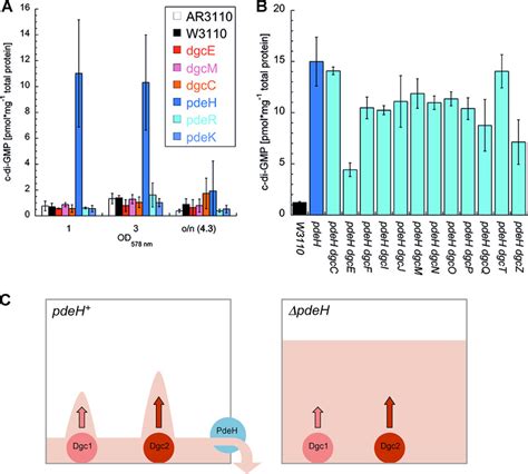 Cellular levels of c-di-GMP and a novel model of local c-di-GMP ...