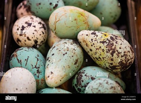 Guillemot eggs hi-res stock photography and images - Alamy