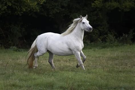 Connemara Pony Breed: Care, Cost & History (2024) | Horses Only