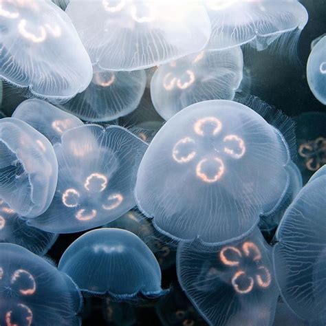 Inspired by these adorable blue moon jellyfish…🌚 Photo by Don Johnson 🌸 ...