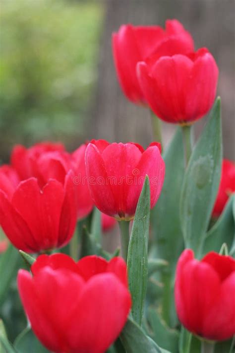 Red tulip flower stock photo. Image of blooming, bloom - 4143106