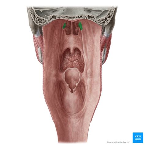 Waldeyer’s Ring: Definition, anatomy and pathology | Kenhub