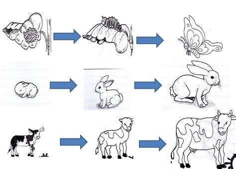 Learning of Animals: The Growing Process In Animals