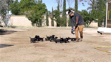 Belgian malinois, puppies early socialization. - YouTube