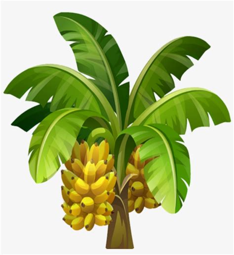 Mq Sticker - Banana Tree Illustration Png Transparent PNG - 1024x1024 - Free Download on NicePNG