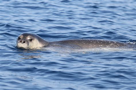 Mediterranean Monk seal - Ionian Dolphin Project