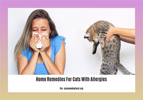 Home Remedies for Cats with Allergies: Natural Relief for Your Feline ...