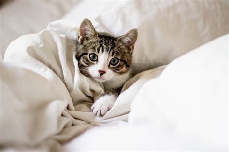 Cute Kitten In A Bed Stock Photo - Download Image Now - Domestic Cat, Bed - Furniture, Cute - iStock