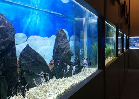 Mumbai gets its aquarium back, but don't expect a world-class one ...