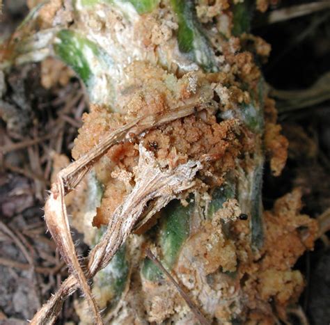 Squash Vine Borer – Rose Tree Garden