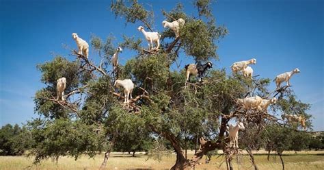 The Luxurious Poop From These Tree-Climbing Goats Produces Argan Oil | HuffPost